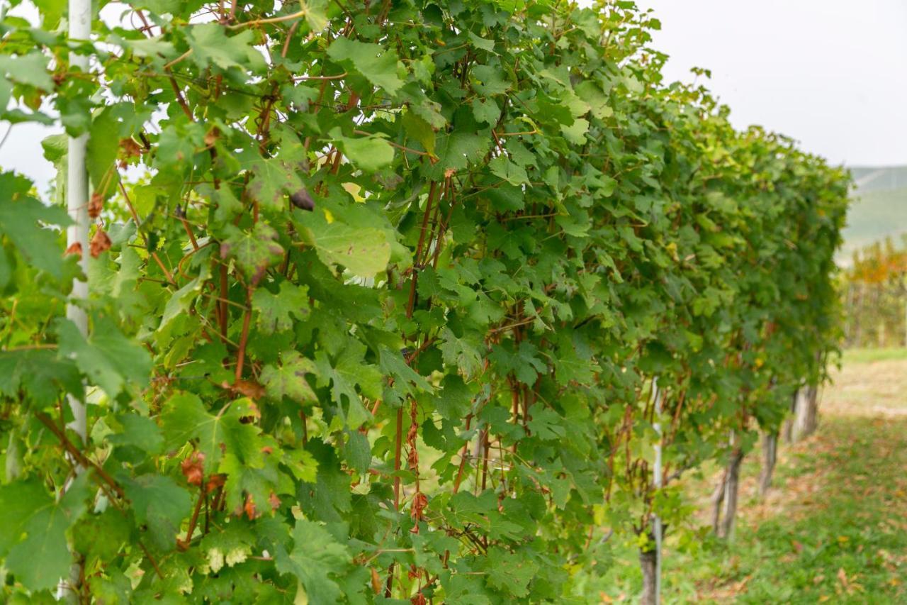 Ca Trifolera Barbaresco - Romantico Cascinale Con Antica Cantina Nel Cuore Delle Langhe - Degustazione Vini Nella Nostra Cantina Exterior foto
